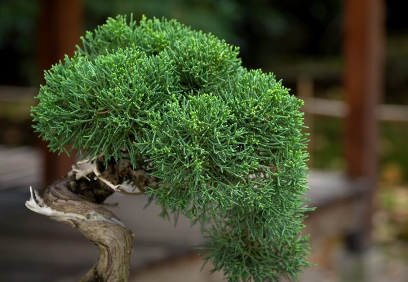 Bonsai artificial Juniperus - Bonsais