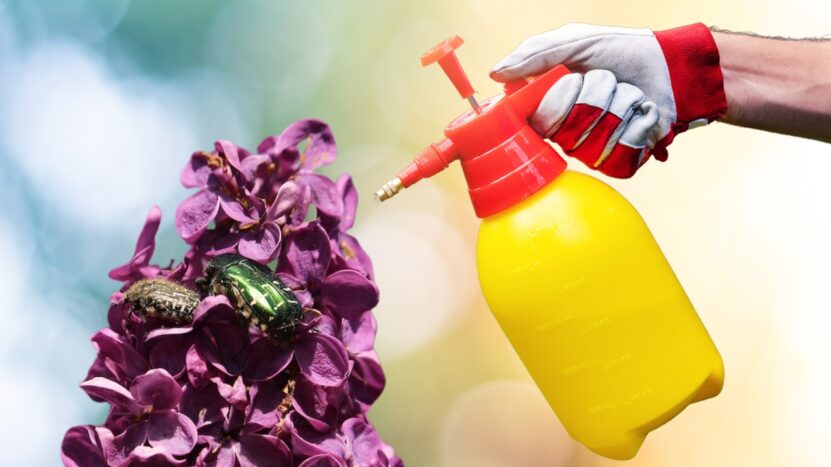 How to Treat Lilacs Affected by Pests