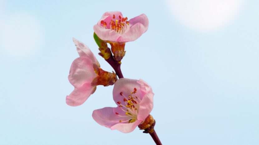 Peach Trees' Blossom Time