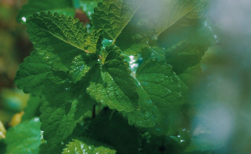 Overwatering mint leaves