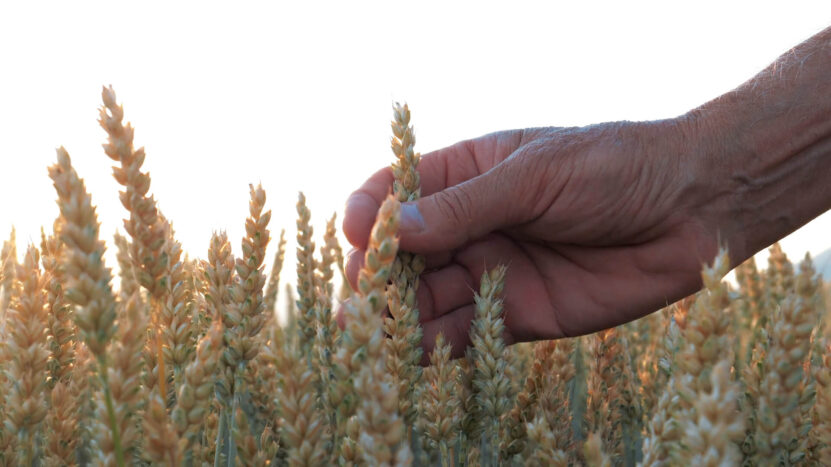 Wheat Yield - Arima Model